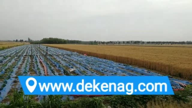 china Ginger planting in Weifang, Shandong смотреть онлайн