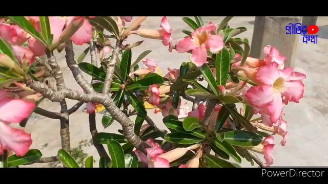 ADENIUM #DESERT ROSE#BLOOMING  ADENIUM মরুগোলাপ এডেনিয়াম  ছাদবাগানে এডেনিয়াম