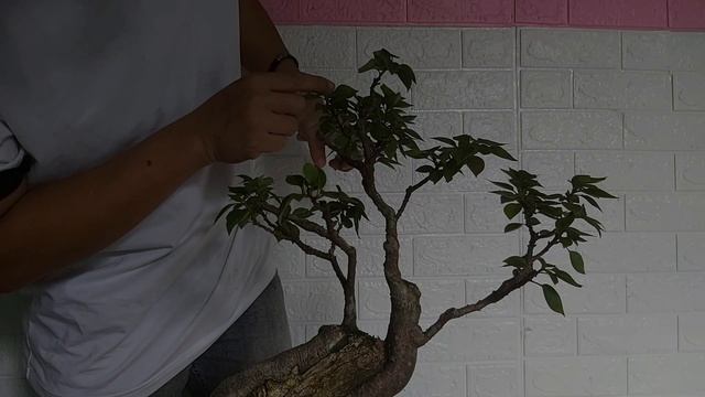 Pink Pixie Bougainvillea - Hoa Giấy Mỹ bonsai. смотреть онлайн