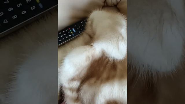 Норковая шуба Alessandro Bosso из Италии