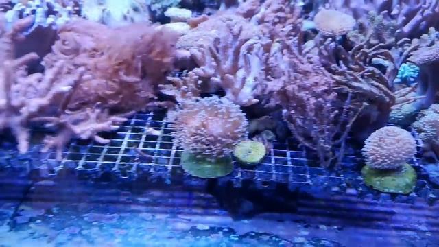 ОпЯТЬ еДем на БАРАХОЛку и БРОДИм по МАГаЗИНАм. ЖИВОТНЫе ПРОДАЮТся. смотреть онлайн