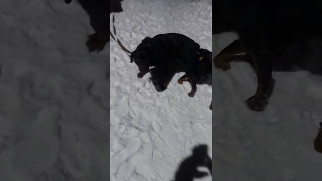 Вязка ротвейлера , слиплись собаки ,первая вязка ,загуляла собака ,первая течка у Джеси . смотреть онлайн