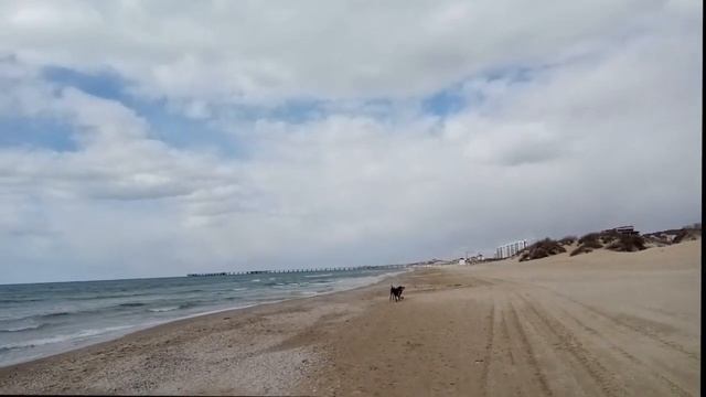 Курцхаар - собака добытчик. Универсальная охотничья собака. смотреть онлайн