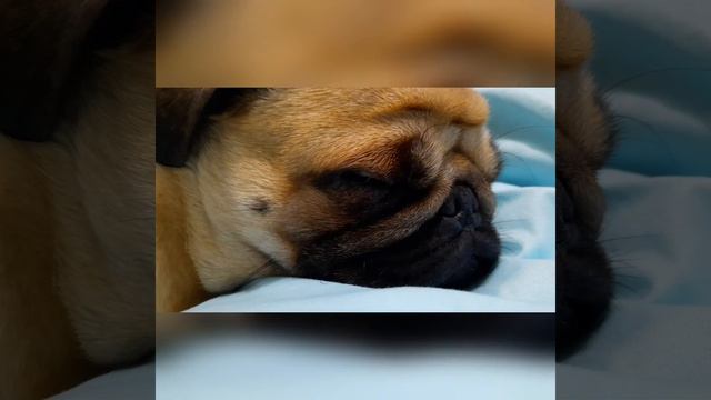 Сладкий сон Мопса😂😂😂🐶🐶🐶|Храп Мопса 🤯🤯🤯 смотреть онлайн