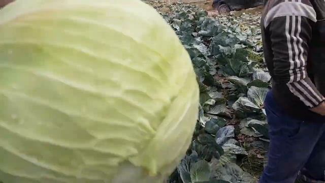 Идеальный гибрид белокочанной капусты для хранения от компании САКАТА КОРОНЕТ F1 смотреть онлайн