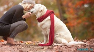 Белая собака - толкование сонника