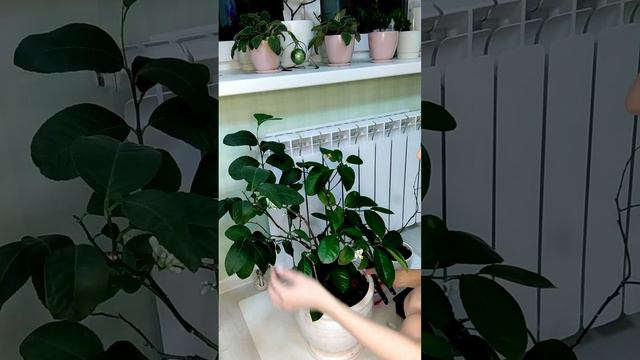 Черенкование комнатного лимона 🌱✂️ Часть 1.🍋 смотреть онлайн