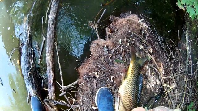 Рыбалка с рогаткой SLINGSHOT FISHING на КРУПНОГО САЗАНА смотреть онлайн