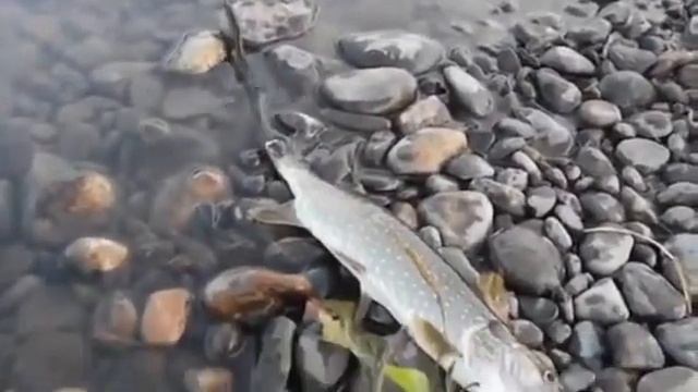 Ловля щуки летом видео Смотреть видео про ловлю щуки Рыбалка видео бесплатно смотреть онлайн