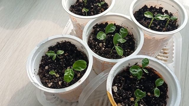 #изкосточки МАНДАРИНЫ ПОДРОСЛИ #изсемян #результаты #косточки #мандаринизкосточки