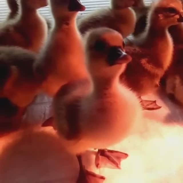 Совместная инкубация куриных и гусиных яиц. смотреть онлайн