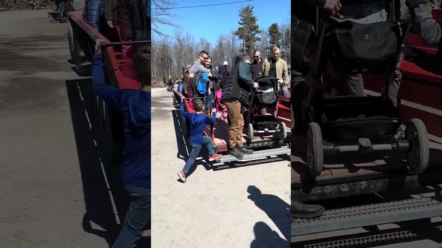 Кабан-а-Сюкр, замечательная весенняя традиция, собирать кленовый сок 🥤 смотреть онлайн