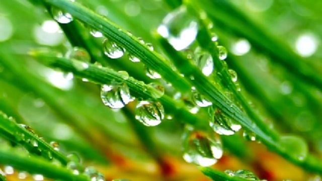 Хвоя сосны. Рецепты из сосновых иголок смотреть онлайн