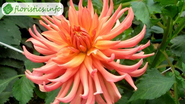 ? Виды и сорта георгинов – описание и названия