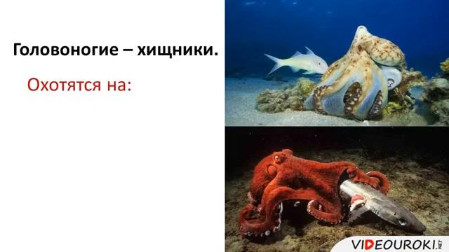 Класс головоногие молюски смотреть онлайн