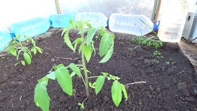 НАЧАЛО АПРЕЛЯ, А В ТЕПЛИЦЕУЖЕ ВСЁ РАСТЁТ И ЕСТЬ ЧТО НАРВАТЬ К СТОЛУ НА САЛАТ. смотреть онлайн