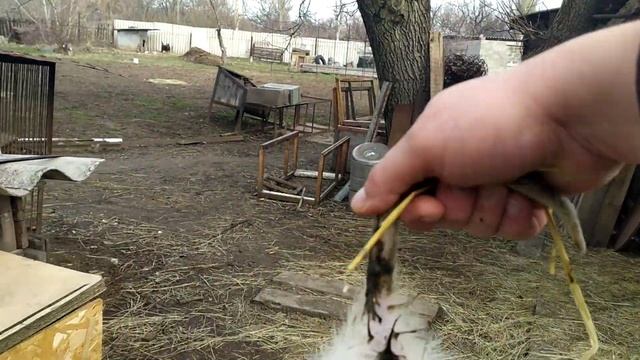 Разведение нутрий ..Купили нутрий . смотреть онлайн