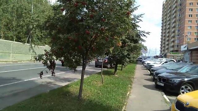 Грозди рябины красной! Всем хорошего четверга. смотреть онлайн