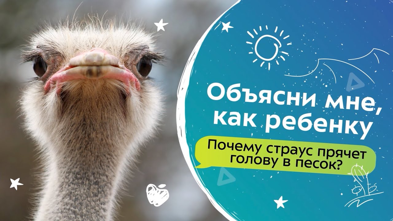 Почему страус прячет голову в песок? | Объясни мне, как ребенку!