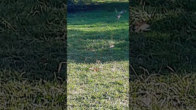 Сочи Сейчас . 30 Октября . #хочуврек #сочи #СочиСегодня #СочиСейчам #топ смотреть онлайн