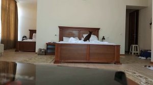 Той-терьер один дома
