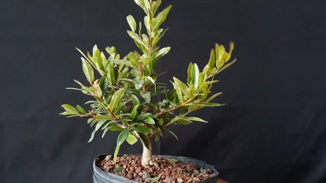 BONSAI de PUNICA GRANATUM NANA pinzado y diseñado - flor y fruto смотреть онлайн