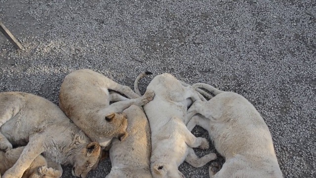 Львы подростки ! смотреть онлайн