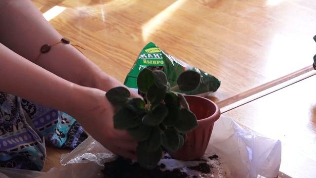 фиалки смотреть онлайн