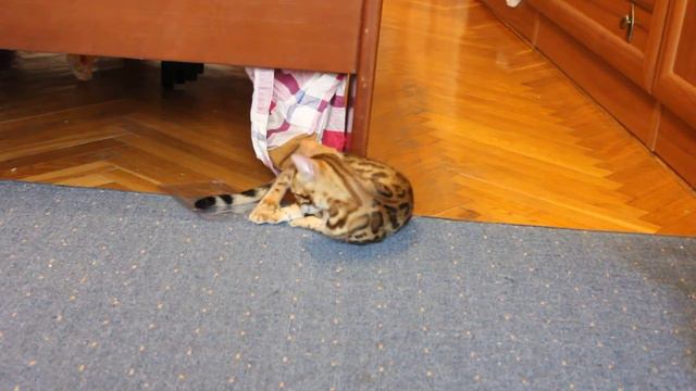 бенгальские кошки - bengal cats http://www.bengalocat.com/ смотреть онлайн