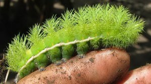 Самые Опасные Насекомые в Мире! Лучше Держитесь от Них Подальше!