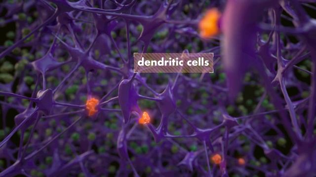 Lymph nodes: how to build an immune response смотреть онлайн