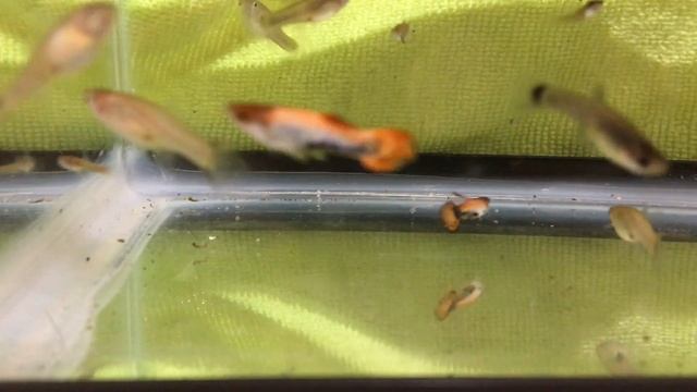 MAGENTA ENDLERS KJE AQUATICS 1-21-18 смотреть онлайн