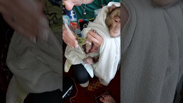 "Знакомьтесь- Рина, дама скромная но характерная)" 😉☝️🐵 смотреть онлайн