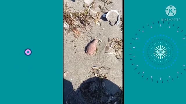 ЯПОНСКОЕ МОРЕ. ЧТО ЭТО? смотреть онлайн