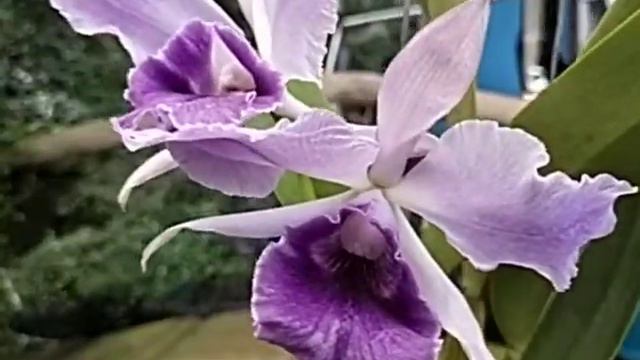 Cattleya Mishima Elf