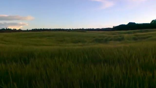 Прогулка с мальчишками. Воробей, Уля, Миша, Кори и Купер смотреть онлайн