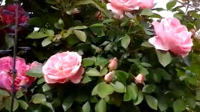 Розы Morden Centennial и Prairie Joy цветение 2018 смотреть онлайн