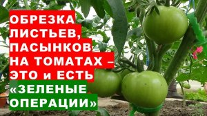 Обрезка листьев и пасынков на помидорах - это и есть «зелёные операции» на растениях