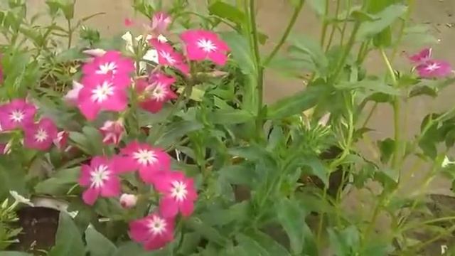 412,,,Beautiful phlox flowers bloom in my garden .Phlox update .phlox care . смотреть онлайн
