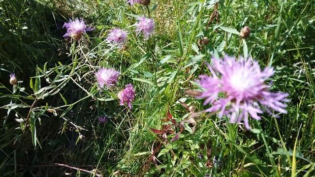 Василёк луговой. Целебные свойства. смотреть онлайн