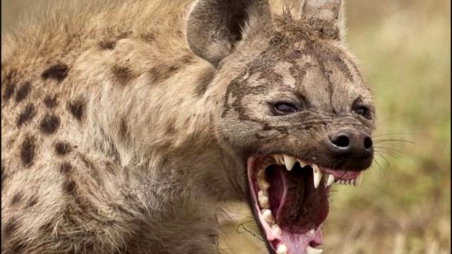 Топ 6 самых сильных челюстей хищников смотреть онлайн