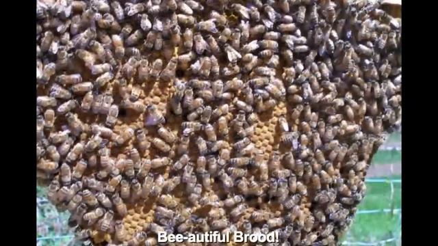 Top Bar HIve Overwinter Success Story #7 Vancouver, BC, Canada смотреть онлайн