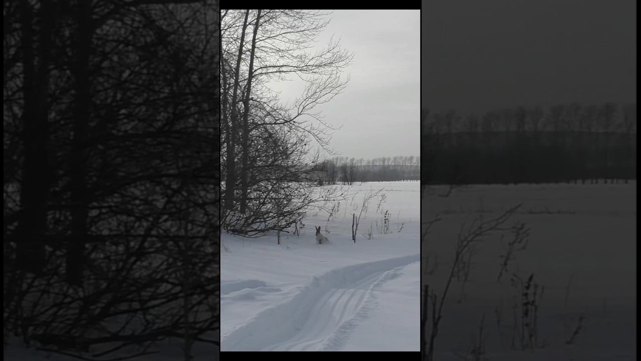 ЗАЯЦ. Охота зимой #shorts #охота #охотаназайца смотреть онлайн