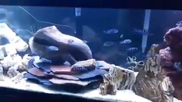 Pseudotropheus Demasoni Chindongo смотреть онлайн