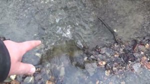 Ловушка для золота! Простой способ добычи золота!