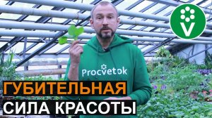 Посадите ЭТОТ ЦВЕТОК в теплицу, и БЕЛОКРЫЛКА будет вам не страшна!