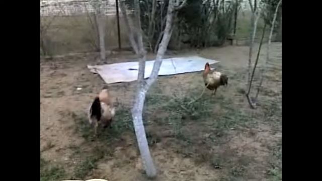 Cock Vs Cock/Петух против петуха