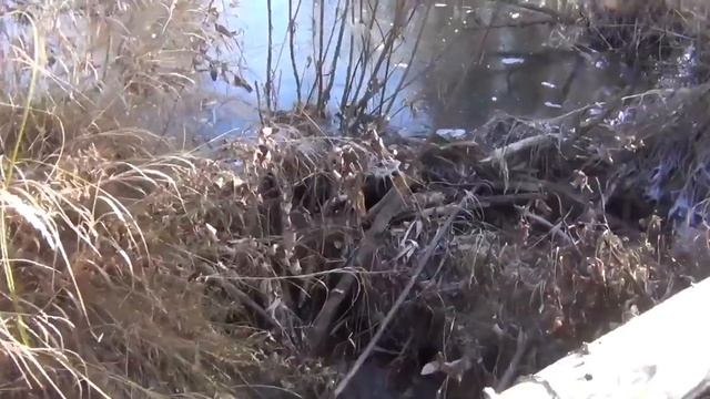 В Красивой снежной тайге Сибири Жили 3 дня На снегу Следы Медведя Шатуна, Лося Ледяные плотины бобр смотреть онлайн