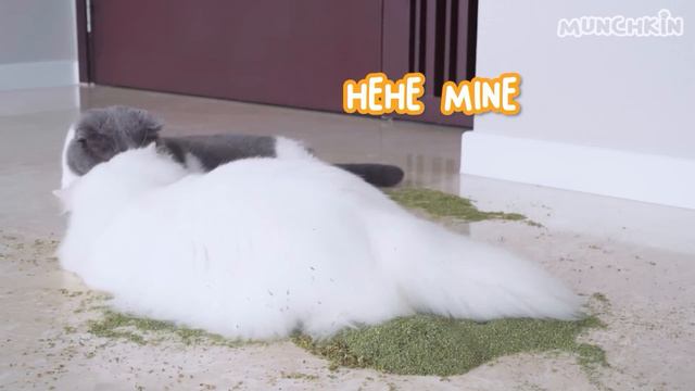 Moments My Cats Made Me Question Their IQ #9 смотреть онлайн