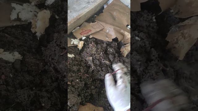 Калифорнийские черви смотреть онлайн